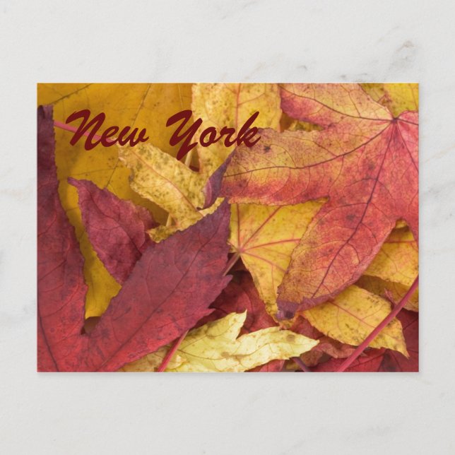 Cartão Postal de Folhas de Outono de Nova York (Frente)