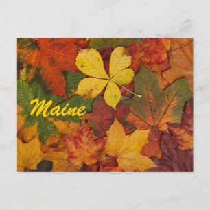 Cartão Postal de Folhas de Outono do Maine