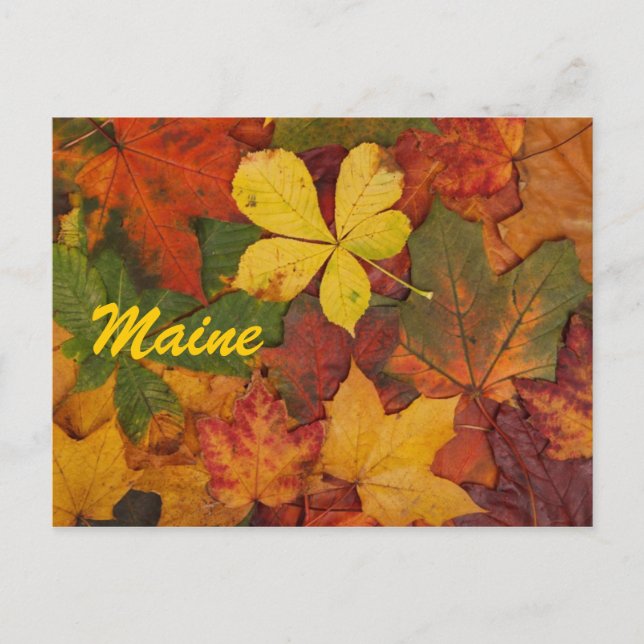 Cartão Postal de Folhas de Outono do Maine (Frente)