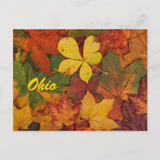 Cartão postal de Folhas do Ohio Autumn (Frente)