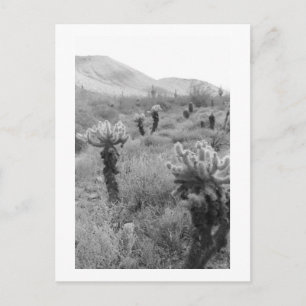 Cartão postal de foto B&W do deserto de Cholla Ca