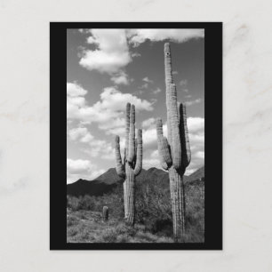 Cartão postal de Foto B&W do Deserto do Saguaro C