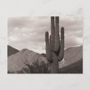 Cartão postal de Foto B&W do Deserto do Saguaro Ca