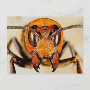 Cartão postal de foto clássico