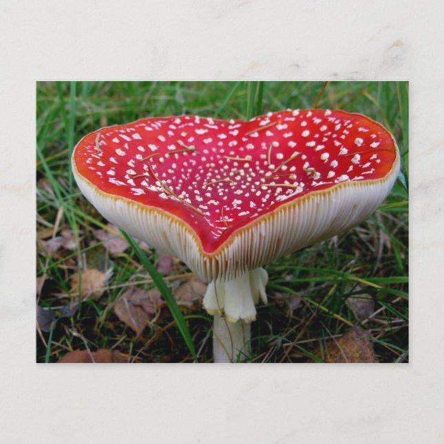 Cartão postal de foto clássico (Frente)