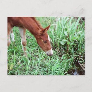 Cartão postal de Foto Curioso 2