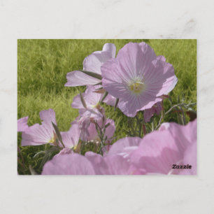 Cartão postal de foto da natureza com flores cor-d