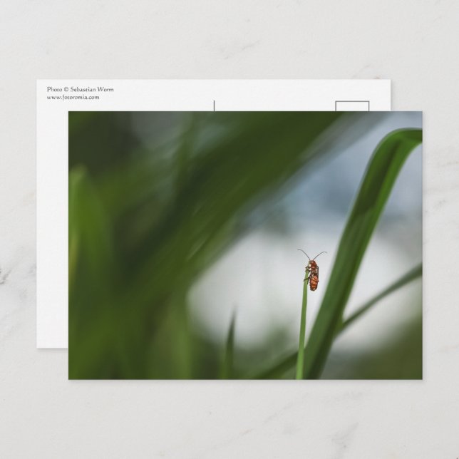 Cartão postal de foto da natureza de besouro (Frente/Verso)