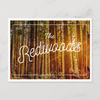 Cartão postal de Foto das Sequoias da Califórnia