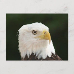 Cartão Postal de Foto de Águia Americana