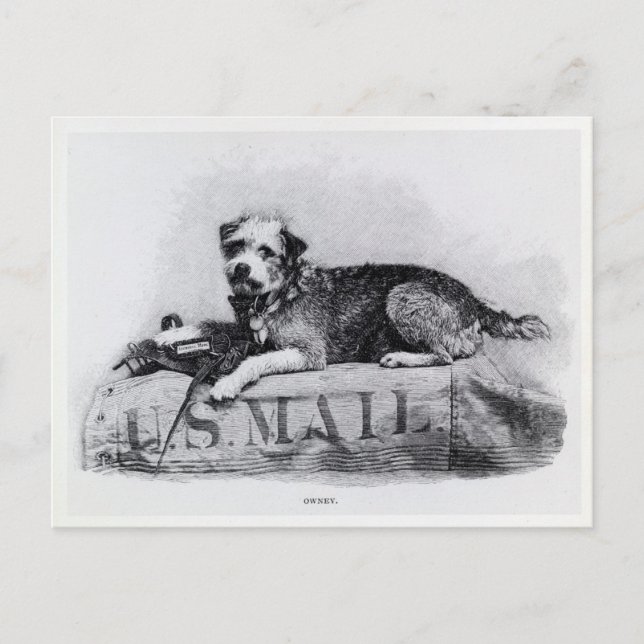 Cartão postal de foto de cachorro do correio ameri (Frente)