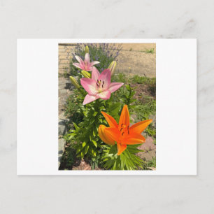 Cartão Postal de Foto de Flores de Lírio Tigre