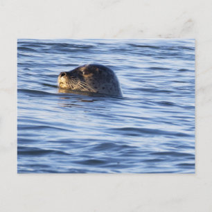 Cartão postal de foto de foca no oceano