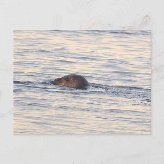 Cartão postal de foto de foca no oceano (Frente)