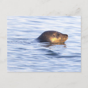 Cartão postal de foto de foca no oceano