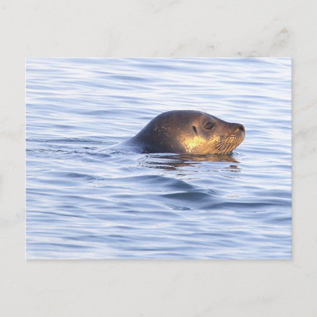 Cartão postal de foto de foca no oceano (Frente)
