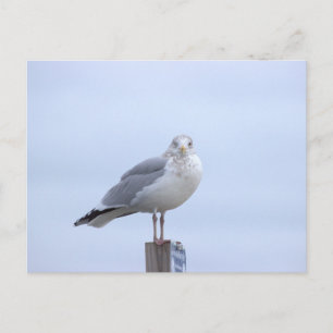 Cartão postal de foto de gaivota