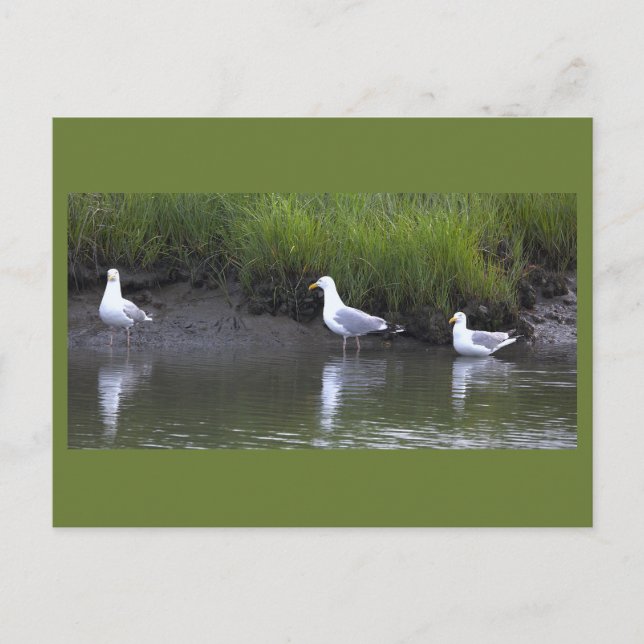 Cartão Postal de Foto de Gaivotas (Frente)