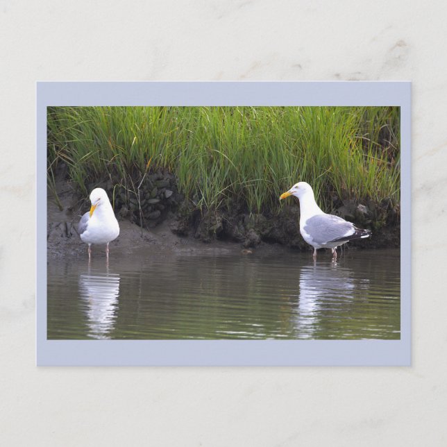 Cartão Postal de Foto de Gaivotas (Frente)