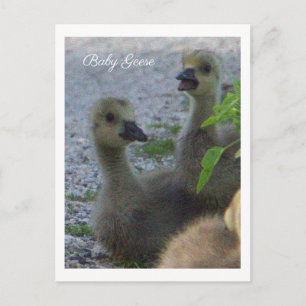 Cartão postal de foto de gansos bebês