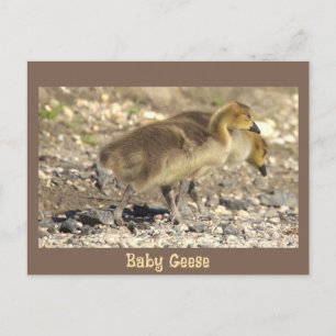Cartão postal de foto de gansos bebês