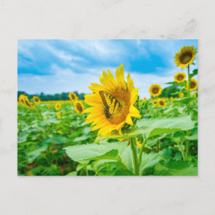 Cartão postal de foto de girassóis com borboleta