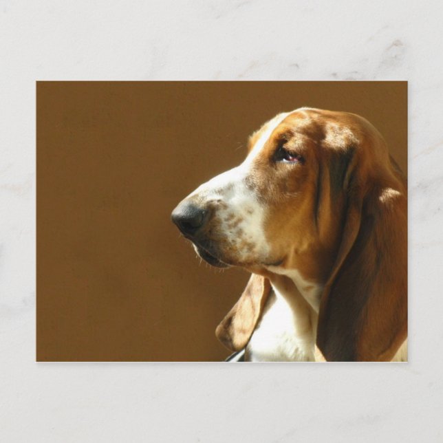 Cartão postal de Foto de Hound Basset (Frente)