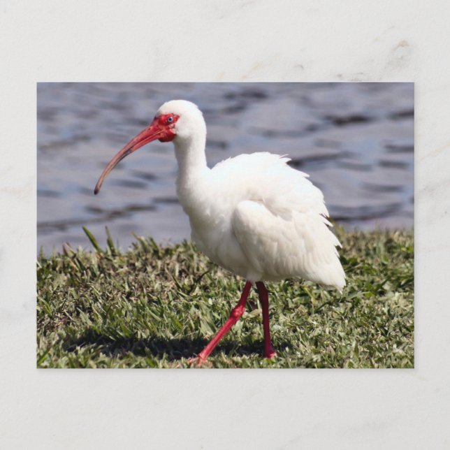 Cartão Postal de Foto de Íbis (Frente)