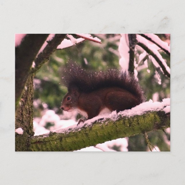 Cartão postal de Foto de Inverno de Esquilo (Frente)