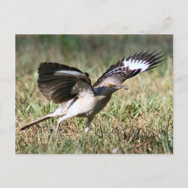 Cartão postal de foto de pássaro para mocking (Frente)