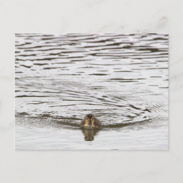 Cartão Postal de Foto de Patinho (Frente)