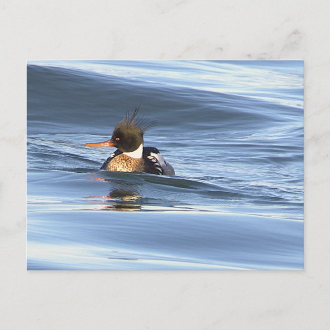 Cartão Postal de Foto de Pato (Frente)