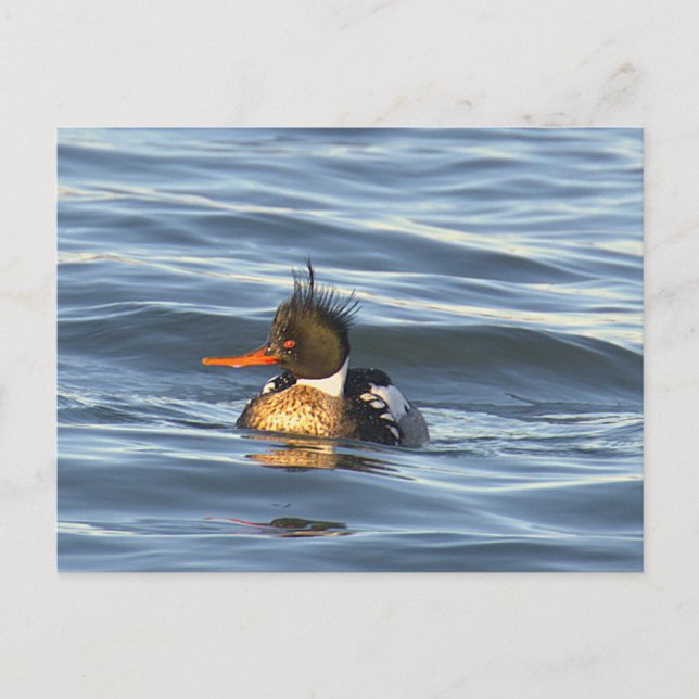 Cartão Postal de Foto de Pato (Frente)