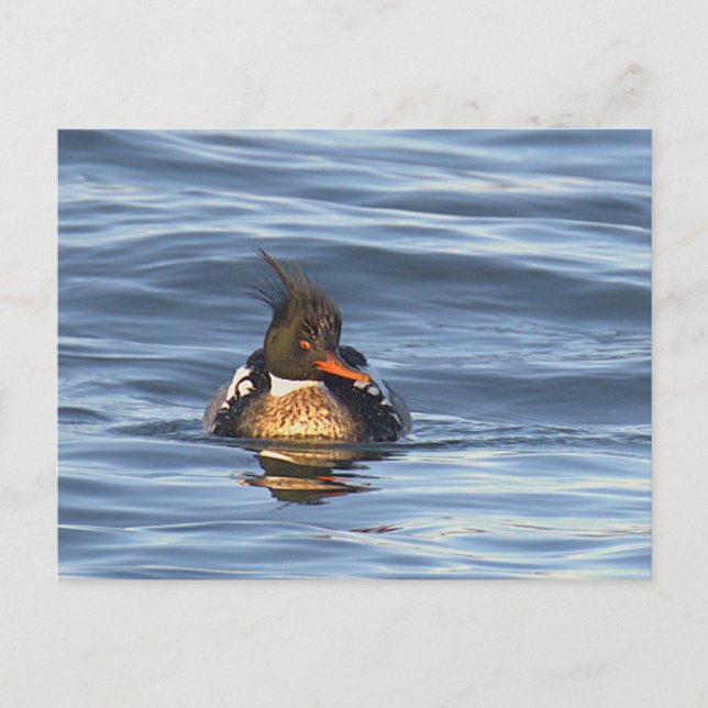 Cartão Postal de Foto de Pato (Frente)