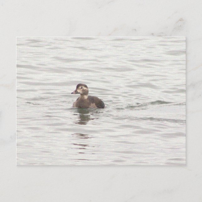 Cartão Postal de Foto de Pato (Frente)