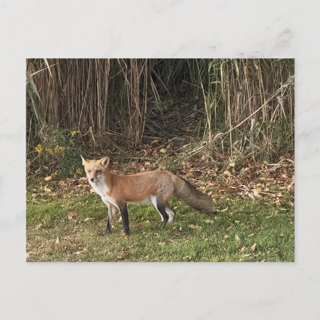 Cartão postal de foto de raposa (Frente)