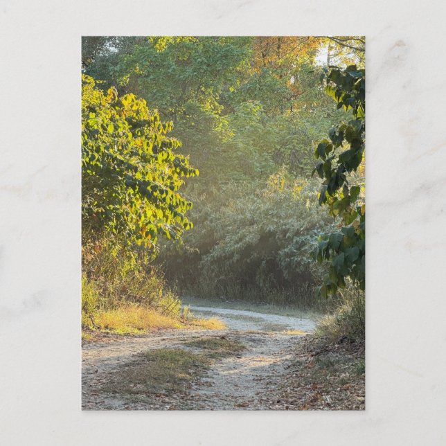 Cartão postal de Foto de Trilha de outono (Frente)