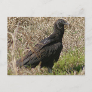 Cartão Postal de Foto de Urubu-preto