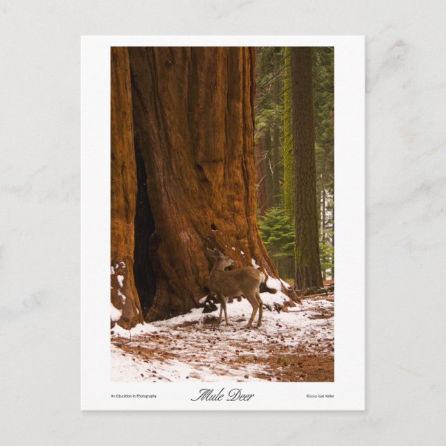 Cartão postal de foto de veado da Mule (Frente)