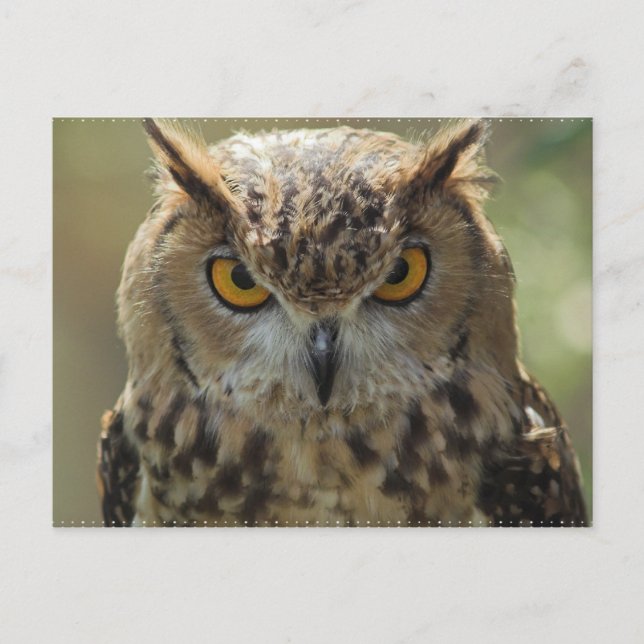 Cartão postal de foto do Owl (Frente)