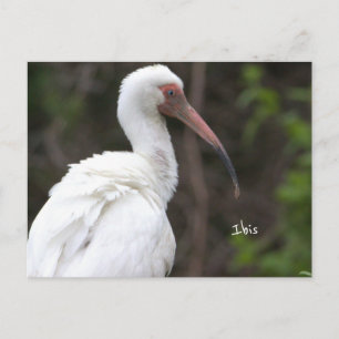Cartão Postal de Foto do Pássaro Íbis