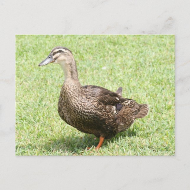 Cartão postal de foto do Pato Mallard (Frente)