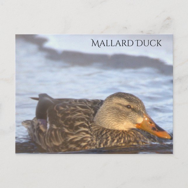 Cartão postal de foto do pato-real (Frente)