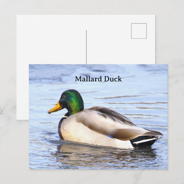 Cartão Postal de Foto do Pato-real (Frente/Verso)