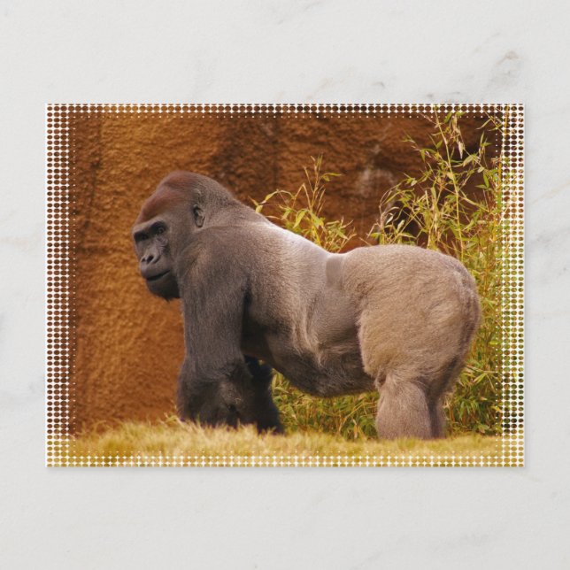 Cartão postal de foto do Silverback Gorilla (Frente)