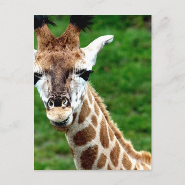 Cartão postal de Foto Giraffe (Frente)
