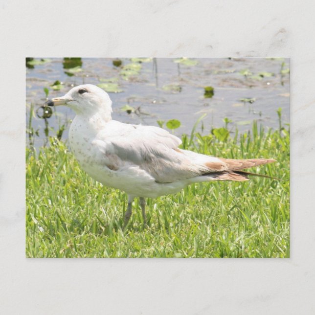 Cartão postal de Foto Gull Billed Ring (Frente)