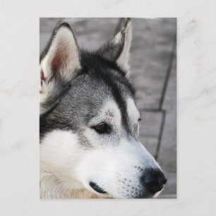 Cartão postal de foto malamute