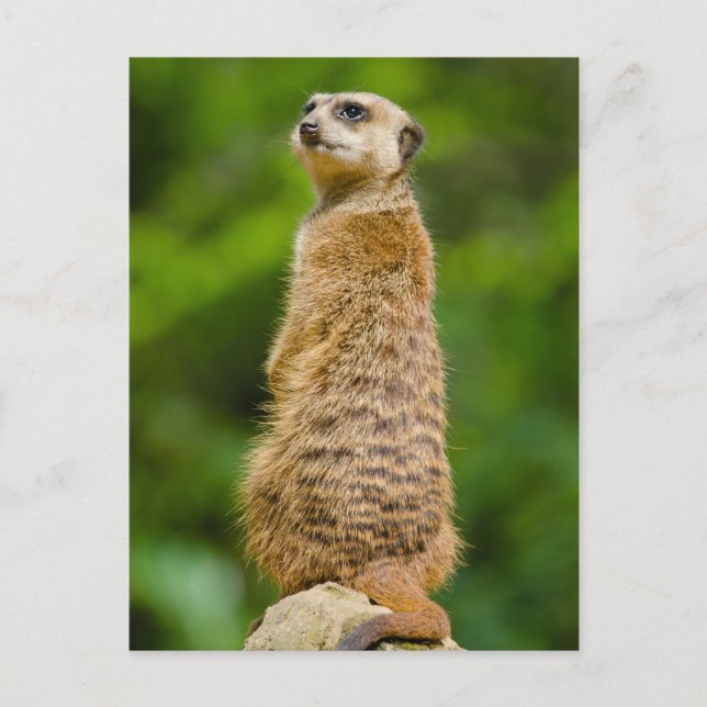 Cartão postal de foto Meerkat (Frente)
