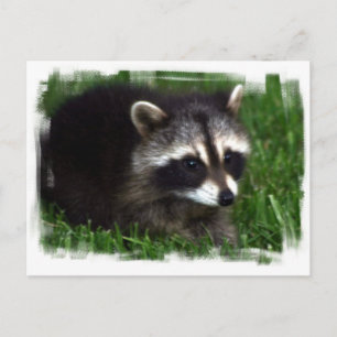 Cartão postal de foto Raccoon